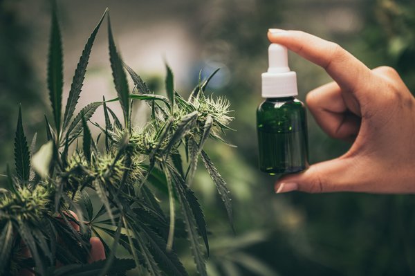 Découvrez comment la fleur de chanvre transforme votre santé